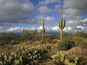 Bureaubladachtergronden Cactussen Natuur