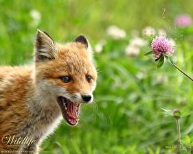 Wallpaper Foxes Animals