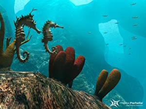 Bakgrunnsbilder Undervannsverdenen Sjøhester Dyr