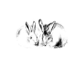 Fotos Nagetiere Kaninchen ein Tier