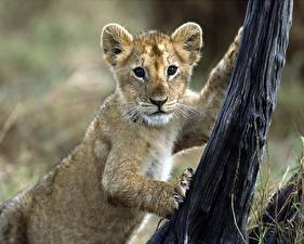 Bureaubladachtergronden Pantherinae Leeuwen Jonge Dieren