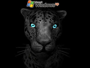 Bakgrundsbilder på skrivbordet Windows XP Windows