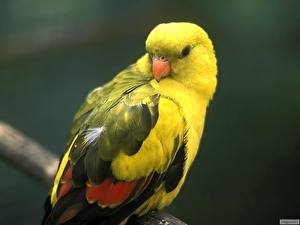 Tapety na pulpit Ptak Papugi