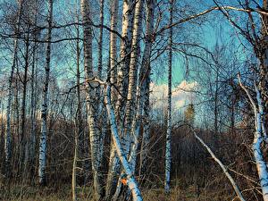 Bilder Wald Birken