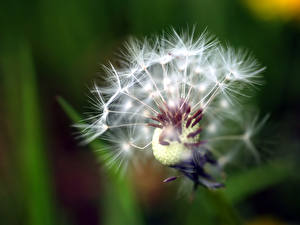 Фотография Одуванчики цветок