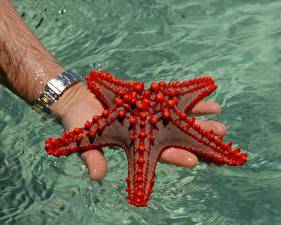 Фотография Подводный мир Морские звезды Животные