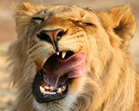 Picture Big cats Lions Tongue Yawns animal