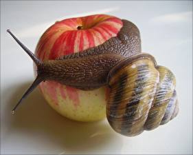 Desktop wallpapers Snails Animals