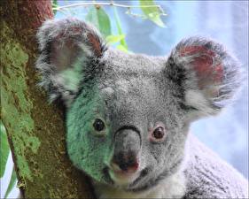 Fondos de escritorio Osos Koalas un animal