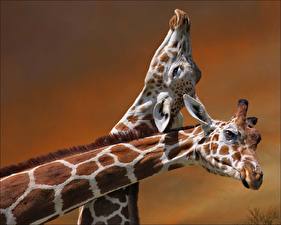 Wallpaper Giraffes