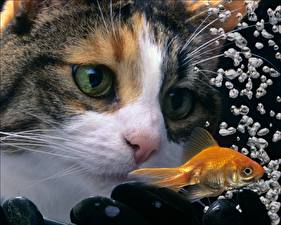 Fotos Katzen Fische ein Tier