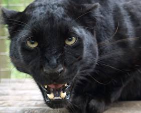 Tapety na pulpit Wielkie koty Czarna pantera