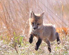 Photo Foxes animal