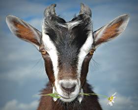 Desktop wallpapers Goat Animals