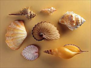 Wallpaper Shells