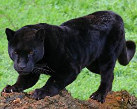 Bilder Große Katze Schwarzer Panther