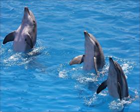 Papel de Parede Desktop Golfinhos animalia