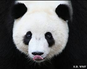 Tapety na pulpit Niedźwiedź Panda wielka Zwierzęta