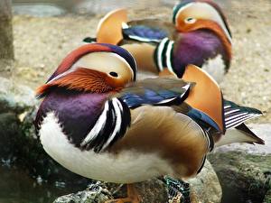 Desktop wallpapers Birds Ducks Animals