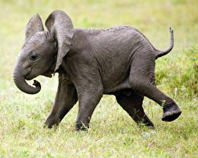 Papel de Parede Desktop Elefante um animal