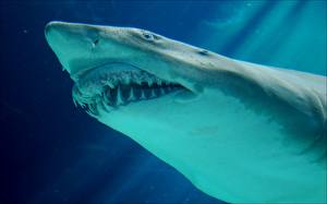 Bureaubladachtergronden Onderwaterwereld Haaien een dier