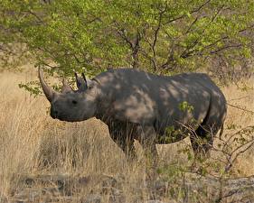 Sfondi desktop Rinoceronte Animali
