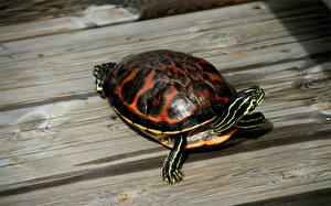 Desktop hintergrundbilder Schildkröten ein Tier