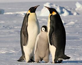 Papel de Parede Desktop Pinguim Animalia