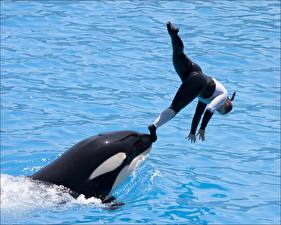Papel de Parede Desktop Orcas Animalia