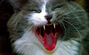 Bilder Katze Zunge Grinsen Gähnt ein Tier
