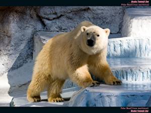 Tapety na pulpit Niedźwiedź Niedźwiedź polarny