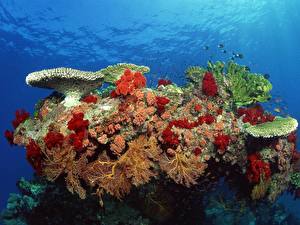 Bureaubladachtergronden Onderwaterwereld Koralen Dieren