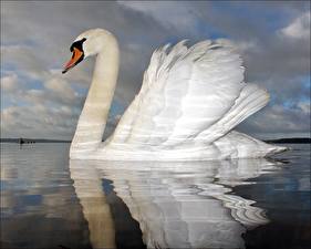 Picture Bird Swan animal
