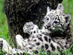 Bakgrunnsbilder Store kattedyr Snøleopard Unger Dyr