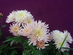 Image Asters flower