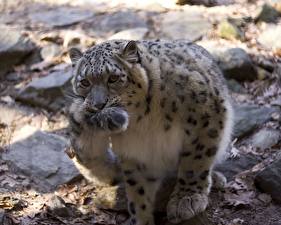 Picture Big cats Snow leopards Animals