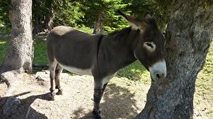 Pictures Donkey animal