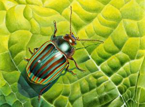 Fotos Insekten Käfer ein Tier