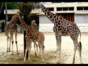 Sfondi desktop Giraffa
