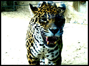 Bakgrunnsbilder Store kattedyr Jaguarer