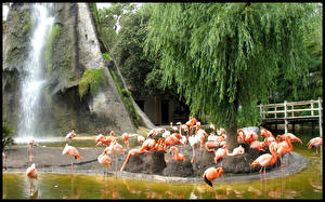 Papel de Parede Desktop Pássaros Flamingos Animalia