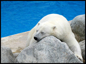 Papel de Parede Desktop Ursos Urso-polar um animal