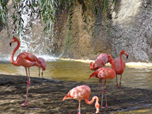 Hintergrundbilder Vögel Flamingos