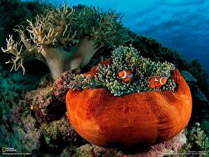 Bilder Unterwasserwelt