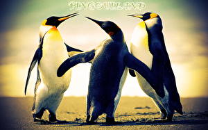 Bureaubladachtergronden Pinguïn Dieren