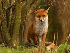 Image Foxes