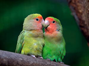 Hintergrundbilder Vögel Papageien Tiere