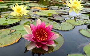 Image Water lilies Flowers