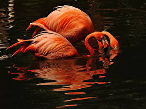 Papel de Parede Desktop Pássaro Flamingos