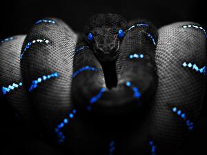 Wallpapers Snakes animal